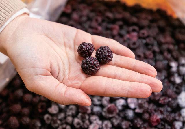 복분자는 수확한 당일 냉동해 원물로 판매하거나 가공한다.