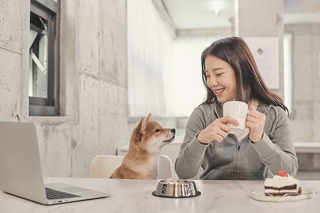 지난 1일부터 위생·안전 조건을 갖춘 영업장에 한해 반려동물 동반 출입이 가능하다.[사진｜게티이미지뱅크]