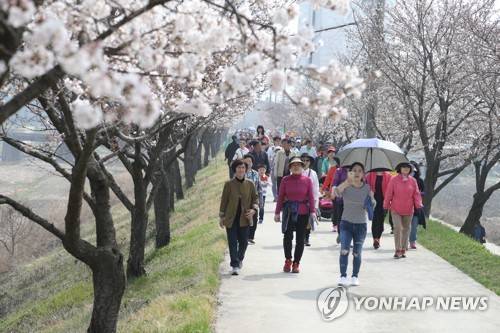 충주 하방마을 벚꽃길 걷는 시민들 [연합뉴스 자료사진]