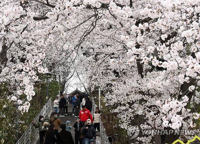 강릉 남산 벚꽃 활짝 [연합뉴스 자료사진]