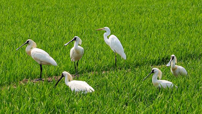 ▲ 인천 강화군 양서면 논밭에서 저어새들이 먹이활동을 하고 있다. /인천일보DB
