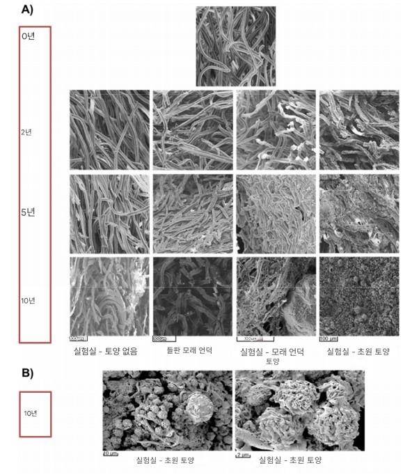 ▲10년 배양 기간 동안 담배꽁초의 구조적 변화. A는 실험실 및 야외 조건에서 0, 2, 3, 5, 10년 간격으로 촬영한 주사전자현미경(SEM) 이미지. B는 실험실 조건에서 10년 동안 분해되도록 한 담배꽁초의 고해상도 이미지. 말려 올라간 섬유들이 규칙적인 구형 결정체를 형성하는 것을 보여준다(척도 ​​막대: 각각 10 μm 및 2 μm).(사진=Environmental Pollution, 2026)