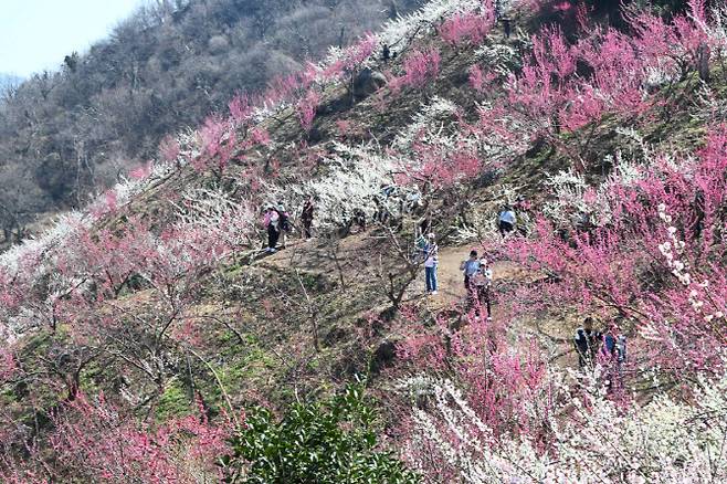 봄의 시작을 알리는 절기상 춘분(春分)을 하루 앞둔 19일 전남 광양시 다압면 매화마을에 매화가 만개해 있다.(사진=뉴시스)