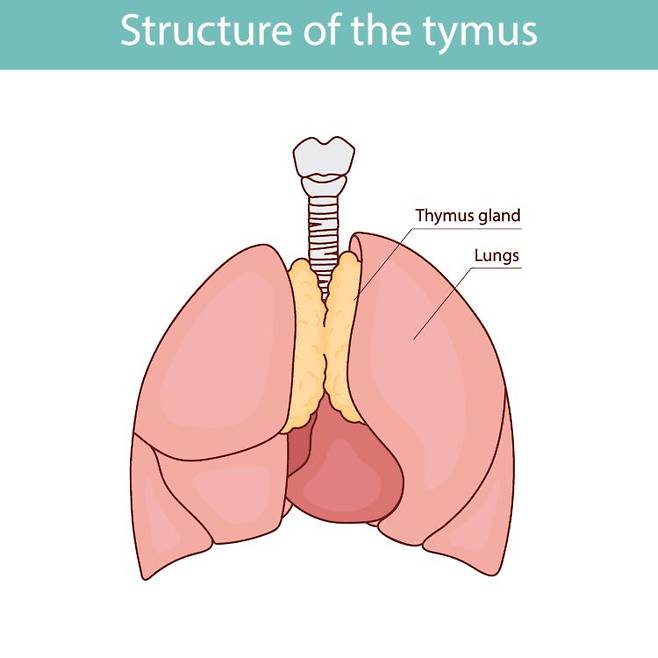 인체 가슴샘 구조 일러스트. 흉선은 가슴뼈 뒤, 심장 위쪽에 위치한 면역 기관으로 T세포를 만든다. 사춘기에 가장 컸다가 점차 지방 조직으로 바뀌지만, 최근 연구에서 이 기관의 상태가 수명과 심혈관 위험, 암 발생과 연관될 수 있는 것으로 나타났다. 사진=게티이미지뱅크