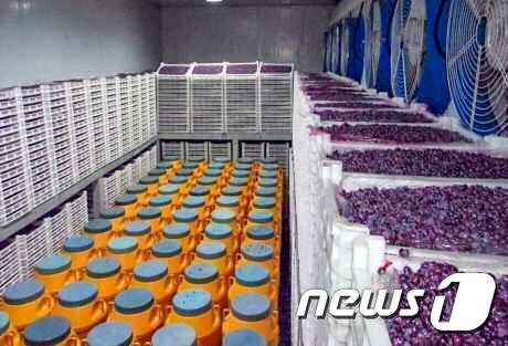 (평양 노동신문=뉴스1) = 북한 삼지연들쭉음료공장. [국내에서만 사용가능. 재배포 금지. DB 금지. For Use Only in the Republic of Korea. Redistribution Prohibited] rodongphoto@news1.kr