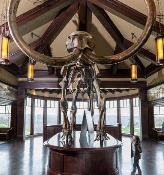 미국 오자크 자연사 박물관이 자랑하던 매머드 화석의 상아. 박물관 인스타그램 캡처