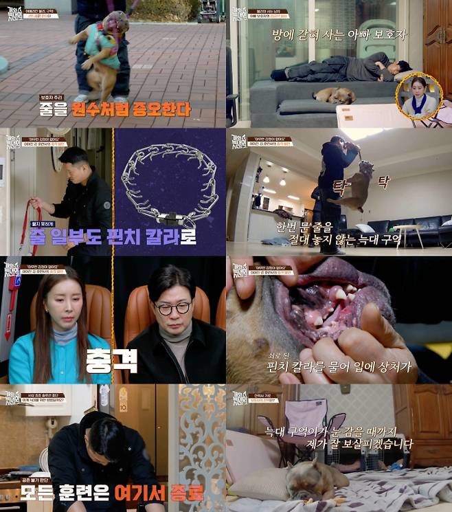 ‘개늑시’ 강형욱, 첫 포기 (사진=채널A)