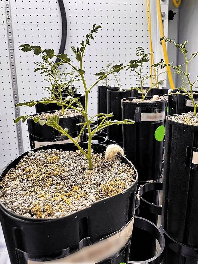 지렁이 퇴비와 특수 곰팡이를 넣은 달 모사 토양에서 싹을 틔운 병아리콩. /미국 오스틴 텍사스대·텍사스 A&M 대학