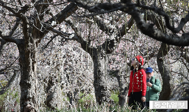 지난 2월 매화꽃이 핀 제주도 서귀포시 모습. 대호황인 서울 호텔과 달리 제주 호텔시장은 여전히 찬바람이 불고 있다. 뉴시스