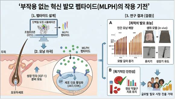 DGIST 연구팀이 부작용 없고 성별 제한 없는 탈모 치료제의 가능성을 제시했다. [사진=DGIST]