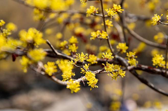 산수유꽃은 매화보다 조금 늦게 피지만 조금 더 오래 볼 수 있다. 구례 반곡마을에서 촬영한 산수유꽃.