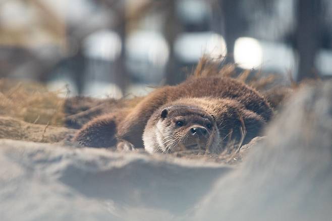 구례 섬진강수달생태공원에는 수달 다섯마리가 산다.
