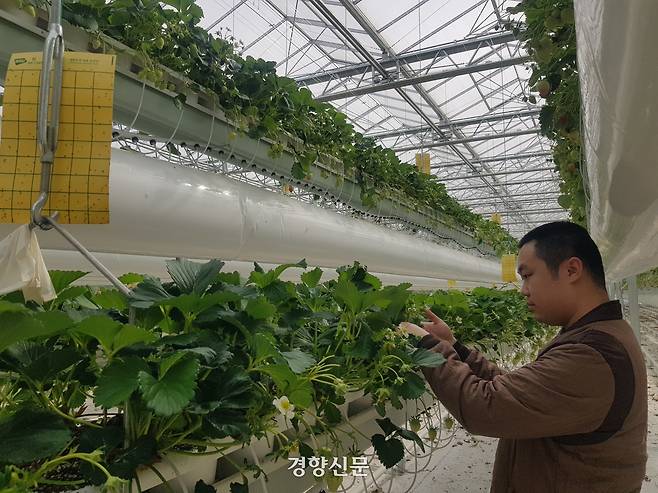 지난 16일 오후 강원 양구군 해안면 이현리에 있는 ‘지역특화 임대형 스마트팜’ 온실 안에서 청년 농업인인 김재현 씨(29)가 딸기의 생육 상태를 살펴보고 있다. 최승현 기자