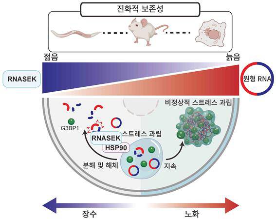 원형RNA와 제거 효소 RNASEK 단백질에 따라 장수 혹은 노화가 진행된다. KAIST 제공