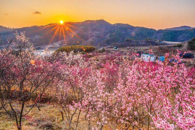 경남 진주시 매화숲. 이곳은 사유지임에도 불구하고 경남의 대표 봄꽃 명소로 사랑받는 국내 여행지다.