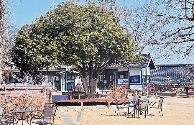 나주의 대표명소로 떠오른 복합문화공간 ‘3917마중’ 마당에 심어진 나무 금목서. 가을에 피는 꽃이 진한 향기를 뿜어낸다.