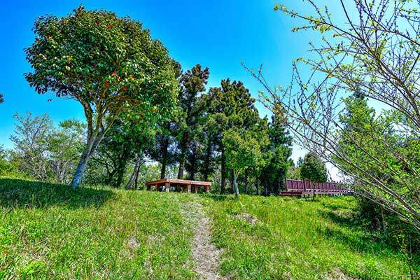 민오름 정상부. 동백나무와 평상, 전망 데크가 보인다.