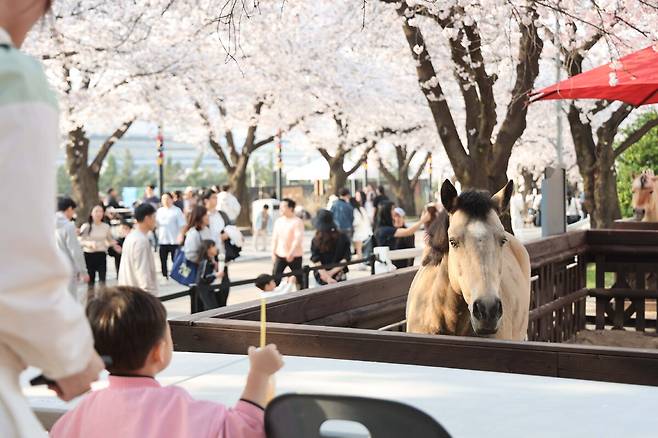 지난해 열린 한국마사회 렛츠런파크 서울 벚꽃축제 당시 모습. 한국마사회 제공