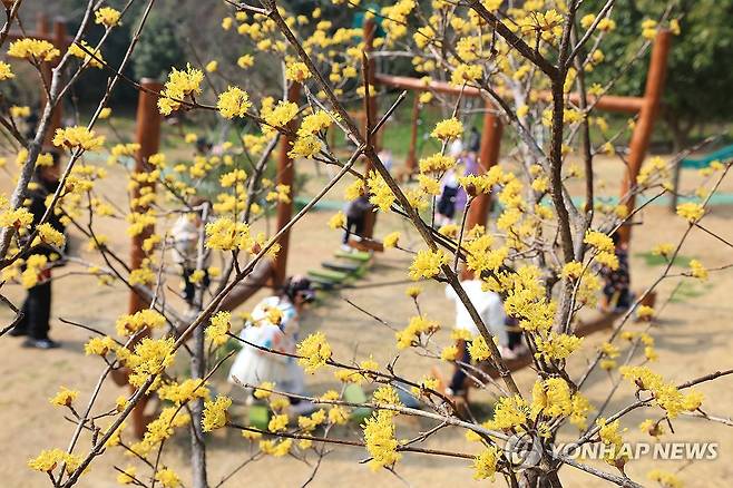 산수유꽃과 함께하는 봄나들이 (제주=연합뉴스) 박지호 기자 = 산수유꽃이 활짝 핀 17일 오전 제주시 건입동 사라봉 유아숲체험원을 찾은 어린이들이 뛰놀고 있다. 2026.3.17 jihopark@yna.co.kr