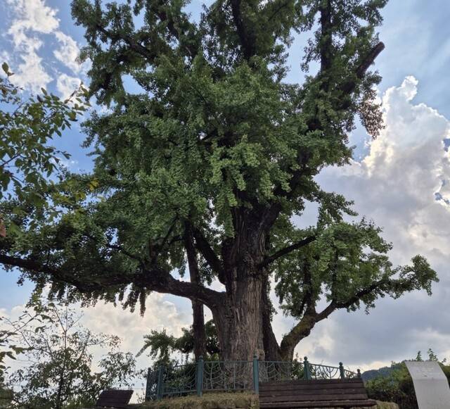 경북 영주시 순흥면 내죽리 은행나무. 경북도 제공.