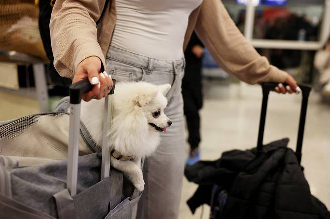 18일(현지시간) 그리스 특별 항공편을 타고 중동 지역을 벗어난 반려견. 사진=로이터 연합뉴스