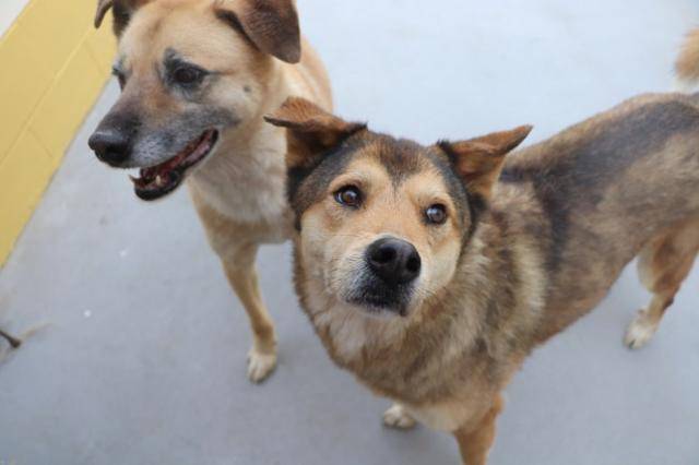 봉선이 또한 형제들처럼 해외입양의 기회가 있었지만, 룸메이트 '별이'와 떨어지면서 분리불안을 드러내 결국 보호소에 남게 되었다. 동물자유연대 제공