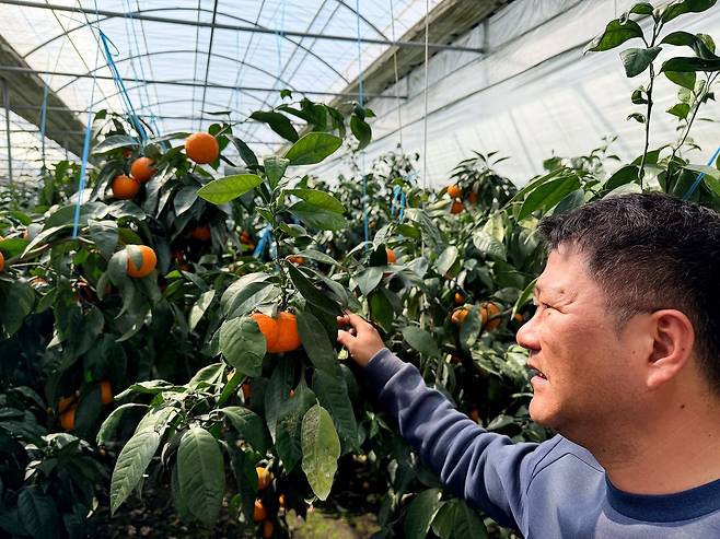 17일 오전 서귀포시 안덕면의 한 감귤 농가에서 농장주 김영환씨가 익어가는 카라향을 걱정어린 눈으로 바라보고 있다. 최충일 기자