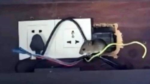 중국 하이난 고급 리조트에 쥐 출몰. 홍콩 성도일보 캡처