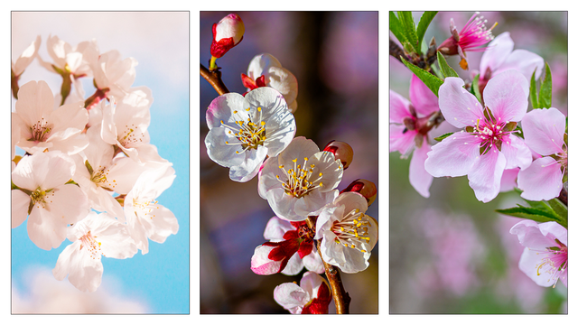 왼쪽부터 벚꽃, 살구꽃, 복사꽃. 클립아트코리아·게티이미지뱅크