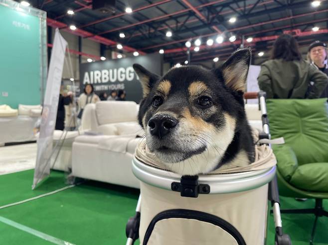 반려견 전용 이동장에 있는 모델견 [촬영 김세린]