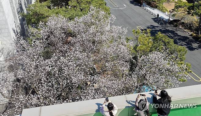 봄이 활짝 (창원=연합뉴스) 김동민 기자 = 낮과 밤의 길이가 같다는 절기 '춘분'인 20일 경남 창원시 마산합포구 경남대학교 월영캠퍼스에 살구꽃이 활짝 펴 시선을 끈다. 2026.3.20 image@yna.co.kr