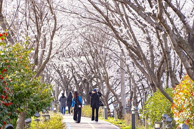 2025년 영산포 봄 벚꽃 버스킹 축제장 일원 [나주시 제공. 재판매 및 DB 금지]