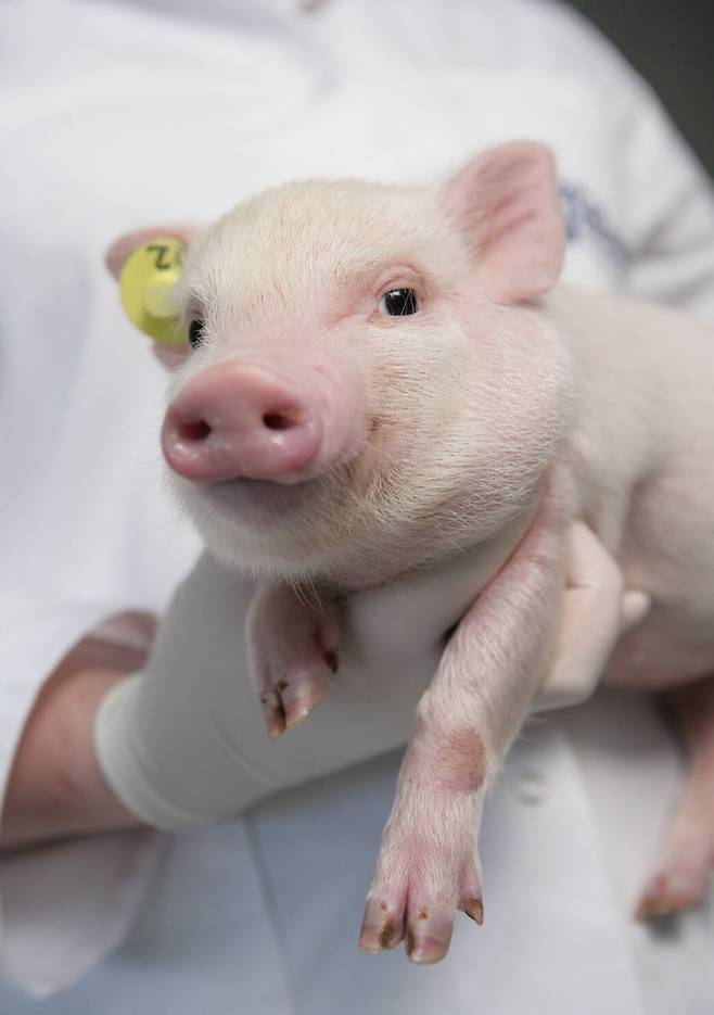 사람 아기와 몸무게가 비슷한 괴팅겐 미니 피그. 영국 과학자들이 식도가 손상된 괴팅겐 미니 돼지에 다른 돼지의 식도를 이식해 기능을 회복시켰다./Ellegaard Göttingen Minipigs