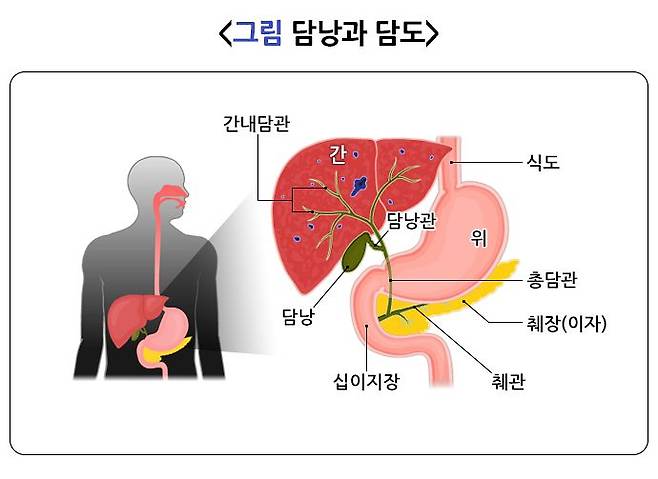 체내 담낭과 담관 위치. 자료 질병관리청