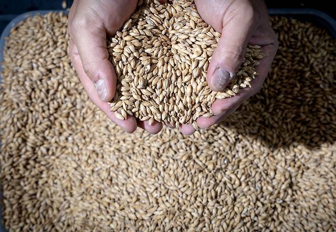 위스키에 사용되는 몰트. 씹을수록 단맛이 올라오는 것이 특징이다. 장진영 기자