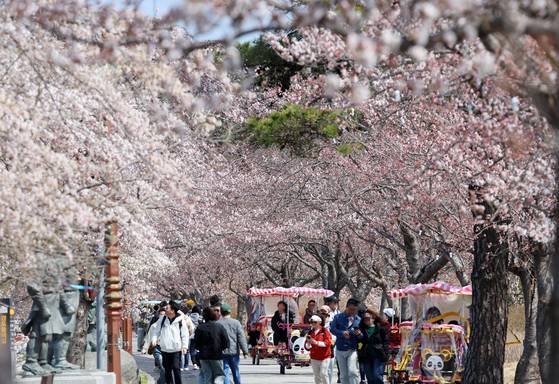 '2025 강릉 경포벚꽃축제'가 한창인 지난해 4월 6일 벚꽃이 활짝 핀 강릉 경포호 산책로에서 나들이객들이 봄을 즐기고 있다. [연합뉴스]