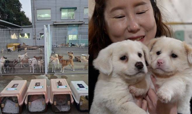 동물구조단체 도로시지켜줄개는 지난해 12월 운영이 중단된 인천의 대형견 위탁보호소에서 안락사가 예고된 유기견 150마리를 협력단체들과 함께 전부 구조했다. 전병준 기자