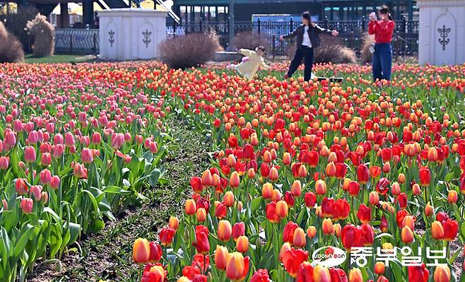 완연한 봄 날씨를 보인 22일 오전 용인시 에버랜드에서 시민들이 알록달록한 튤립을 구경하며 즐거운 시간을 보내고 있다. 에버랜드 튤립축제는 100여 종, 약 120만 송이의 봄꽃들이 상춘객을 반기며 내달 30일까지 이어진다. 김경민기자