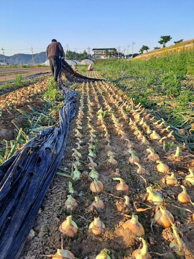 ▲ 경북도 채소류 주산지로 지정된 구미시 양파재배지에서 양파를 수확하고 있다. 사진은 지난해 수확장면. 구미시