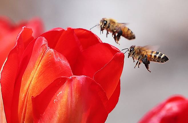 ▲ 완연한 봄 날씨를 보인 22일 경기도 용인시 에버랜드에서 꿀벌이 활짝 핀 튤립 사이를 부지런히 날아다니고 있다.연합
