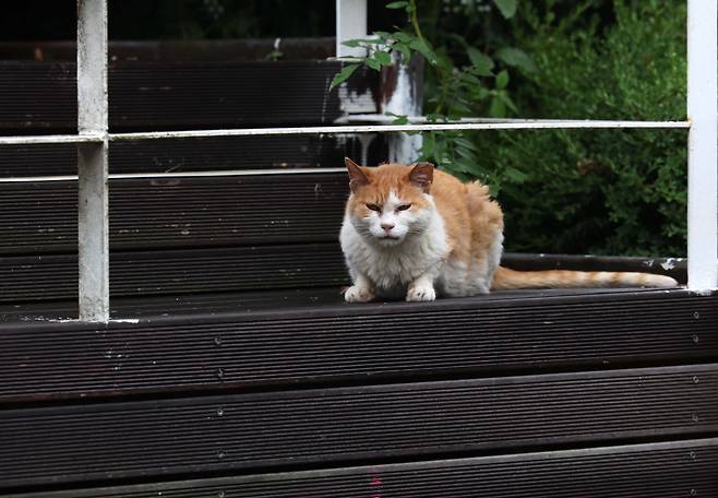 '여긴 우리 구역이다옹' 서서울호수공원 고양이 구역에 사는 길고양이.(신태현 기자 holjjak@)