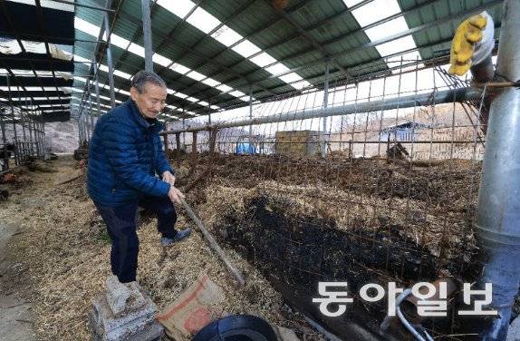 12일 경북 안동시 임동면 박곡리 마을에서 지난해 산불로 키우던 소마저 잃은 류조기 씨가 불에 타 텅 빈 우사를 정리하고 있다. 안동=전영한 기자 scoopjyh@donga.com