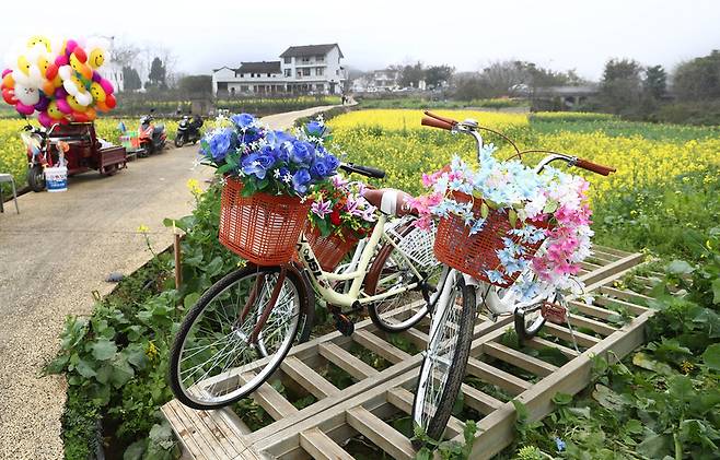 완펑린 지역에 조성된 유채꽃밭. 박미향 선임기자
