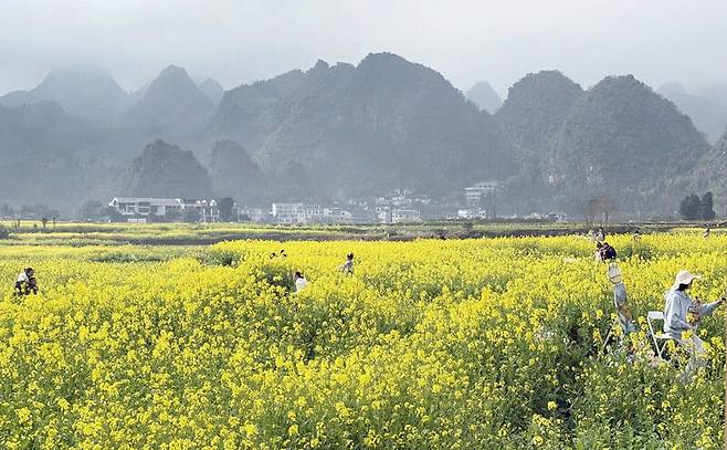 완펑린 지역에 조성된 유채꽃밭. 박미향 선임기자
