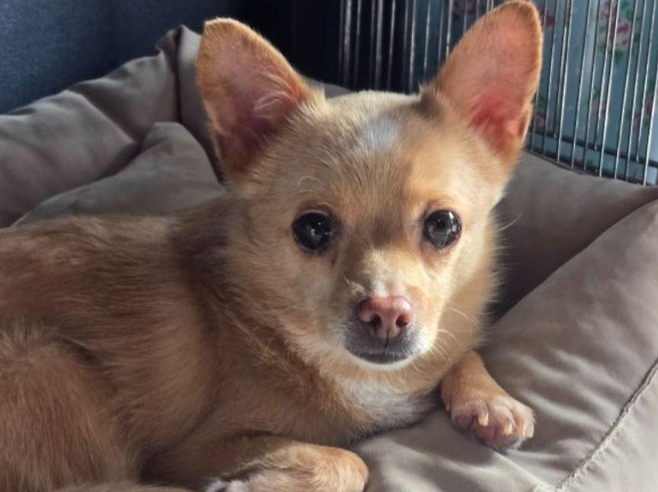 새끼들을 지켜낸 뒤 안락사 위기에 처했던 만복이가 평생 가족을 기다리고 있다. 팅커벨프로젝트 제공