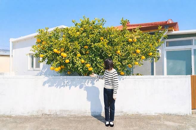 봄철의 서귀포시 남원읍 공천포 마을을 찾은 관광객. 사진 제주관광공사