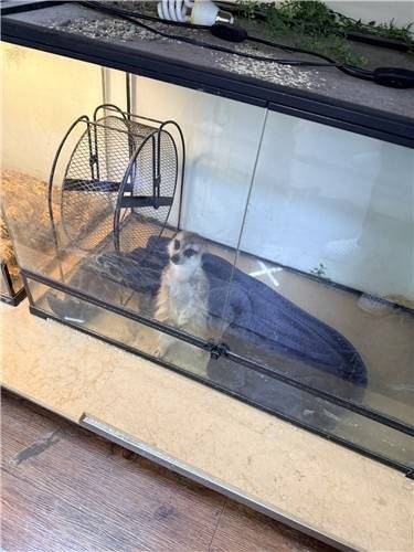 ▲ 동물자유연대가 고발한 서울 마포구 소재 A 동물카페에 전시된 미어캣의 모습 [동물자유연대 제공]