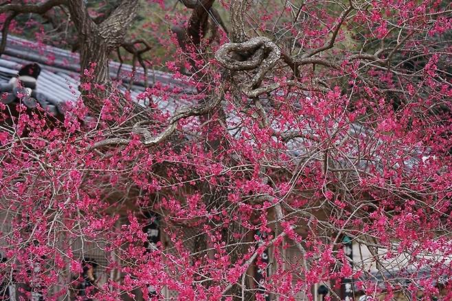 22일 오전을 기해 화엄사 홍매화가 만개해 아름다운 자태를 뽐내고 있다. [화엄사 제공]