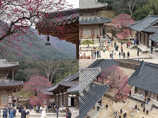 22일 화엄사 홍매화가 만개한 가운데 드론을 이용해 원격 촬영한 사찰 풍경.