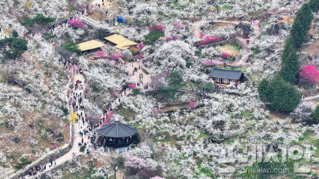 ▲백매화 홍매화가 절정인 광양매화축제장.2026.3.22.ⓒ광양시